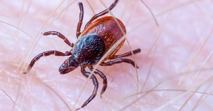 When a blacklegged tick bite is more than a bite | Invisible ...